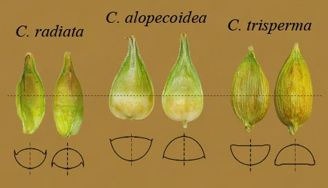 Examples of two-faced perigynia in Carex subgenus Vignea