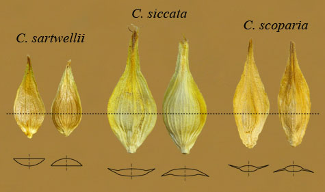 Examples of two-faced perigynia in Carex subgenus Vignea
