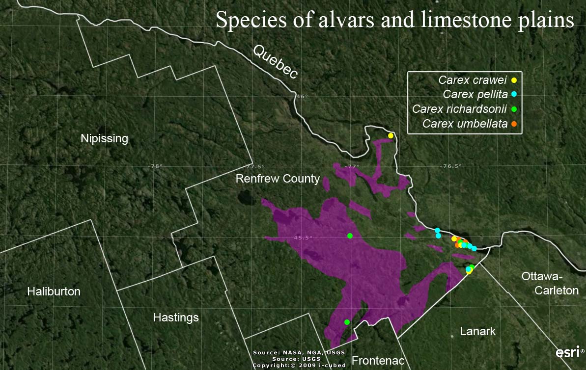 Occurrences of alvar Carex species in Renfrew County
