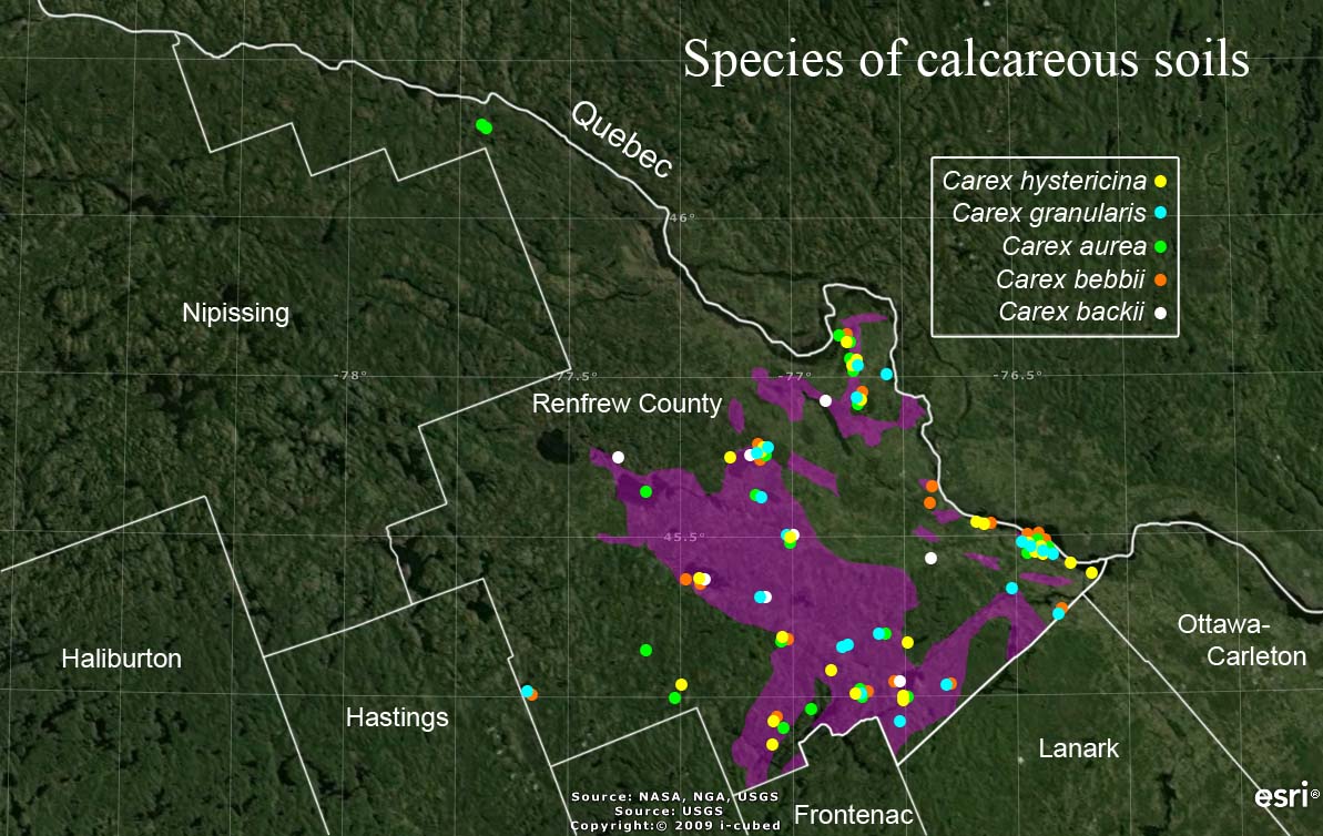 Occurrences of C. hystericina, C. granularis, C. flava and C. diandra in Renfrew County