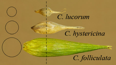 Example perigynia with circular cross sections