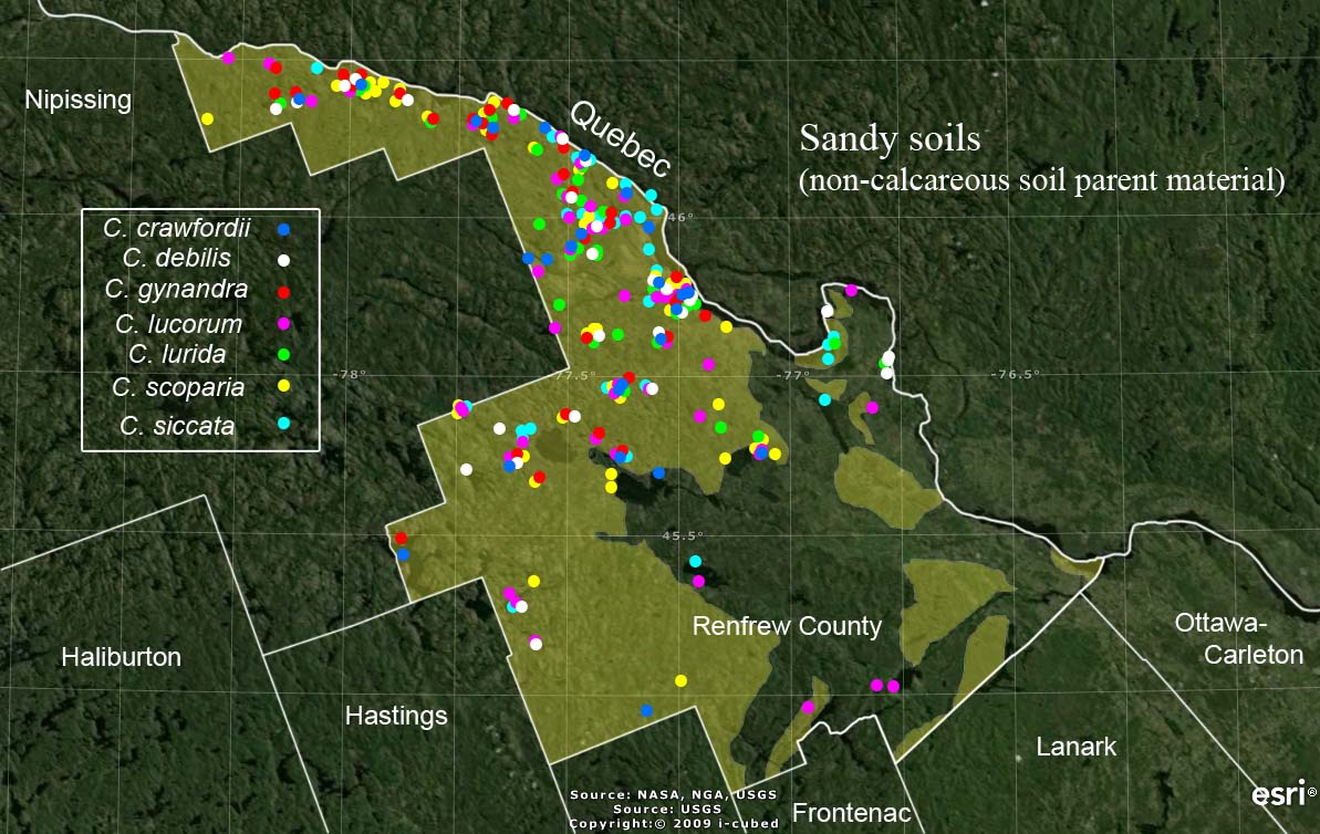 Occurrences of species favoring sandy acidic soil in Renfrew County