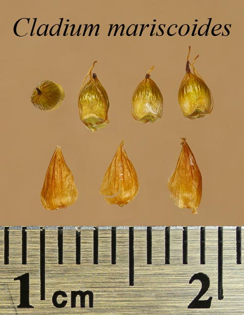 Achenes and scales of Cladium mariscoides