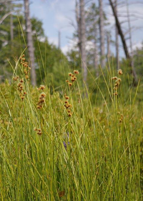 Cladium mariscoides in natural setting