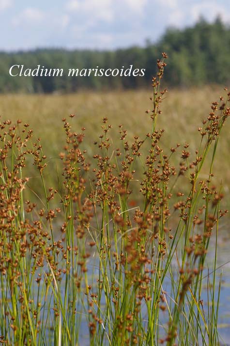 Cladium mariscoides in natural setting
