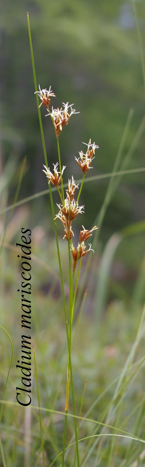 Cladium mariscoides in bloom