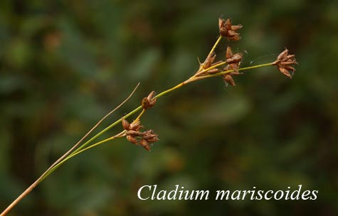 Mature Cladium mariscoides