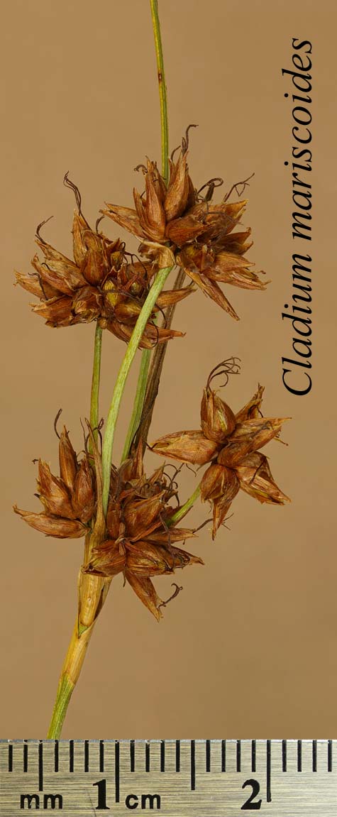 Inflorescence of Cladium mariscoides