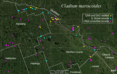 An occurrence map of Cladium mariscoides in Renfrew County