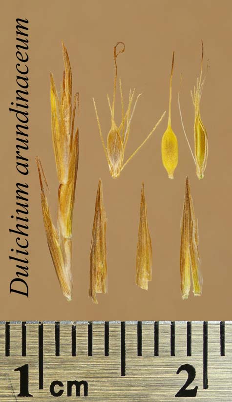 Spikelet, achenes and scales of Dulichium arundinaceum