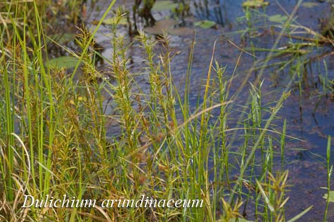 Habit of Dulichium arundinaceum
