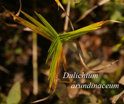 Dulichium arundinaceum plant viewed from above
