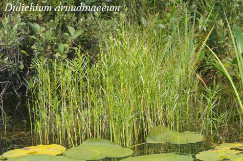 Habit of Dulichium arundinaceum