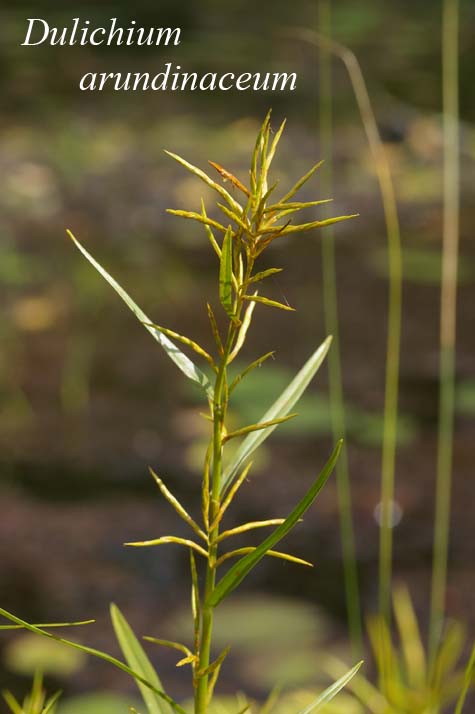 Inflorescence of Dulichium arundinaceum
