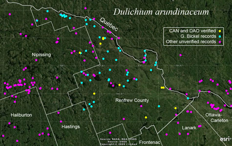An occurrence map of Dulichium arundinaceum in Renfrew County
