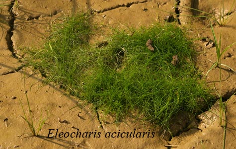Habit of Eleocharis acicularis