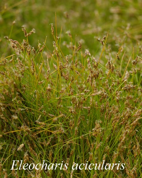 Habit of Eleocharis acicularis
