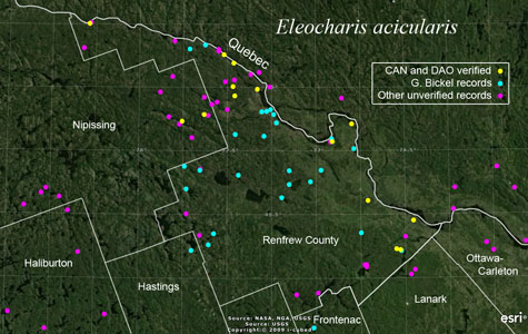 An occurrence map of Eleocharis acicularis in Renfrew County