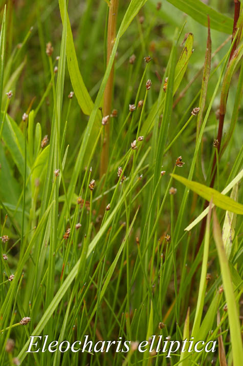 Habit