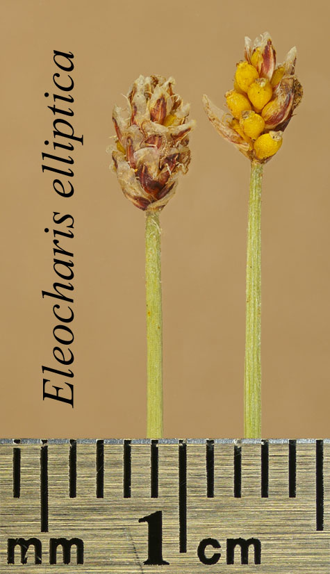 Inflorescence showing shed scales and persistent achenes of Eleocharis elliptica