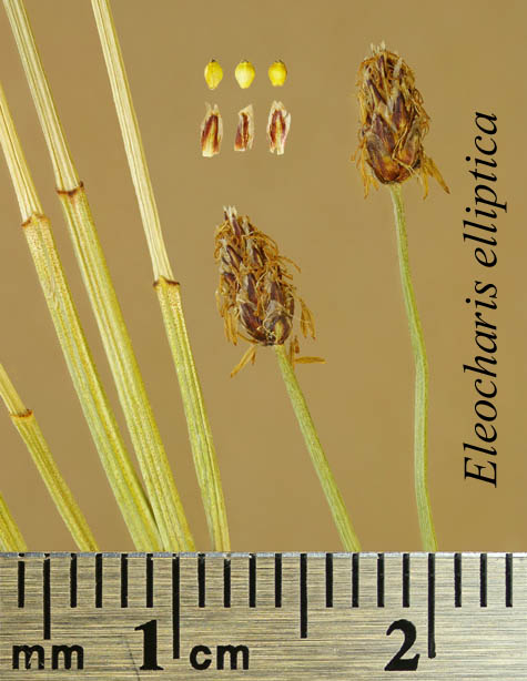 Inflorescence, achenes, scales and basal sheaths of Eleocharis elliptica