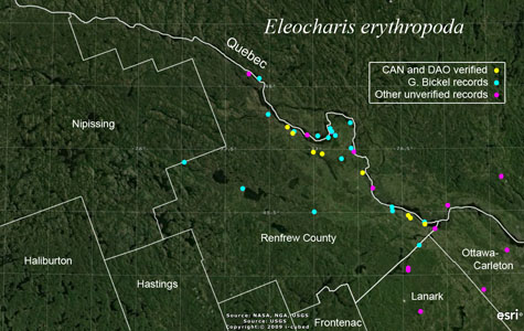 An occurrence map of Eleocharis erythropoda in Renfrew County