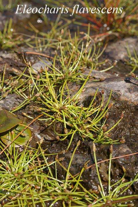 Habit of Eleocharis flavescens