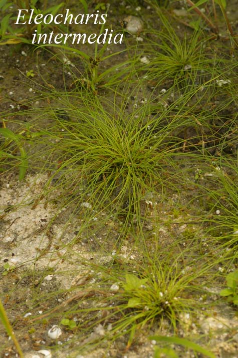 Habit of Eleocharis intermedia