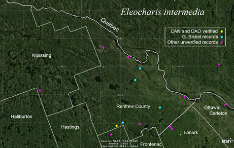 An occurrence map of Eleocharis intermedia in Renfrew County