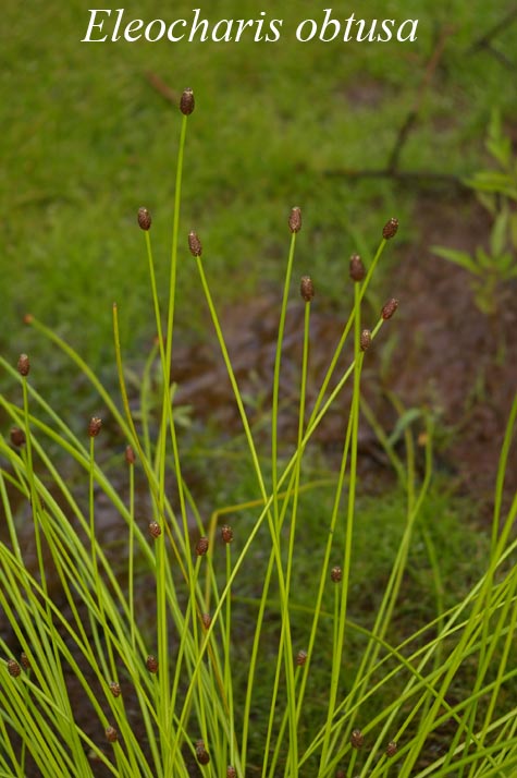 Habit of Eleocharis obtusa