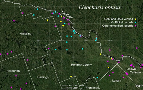 An occurrence map of Eleocharis obtusa in Renfrew County