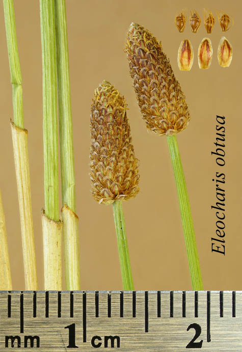 Inflorescence, achenes, scales and basal sheaths of Eleocharis obtusa