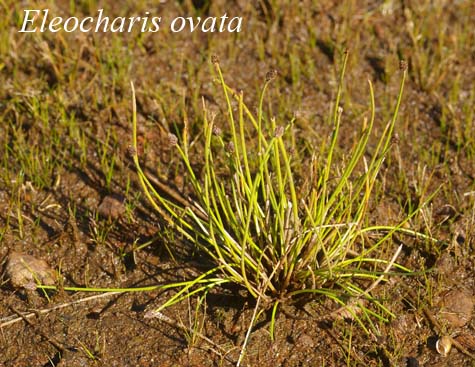 Habit