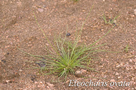Habit
