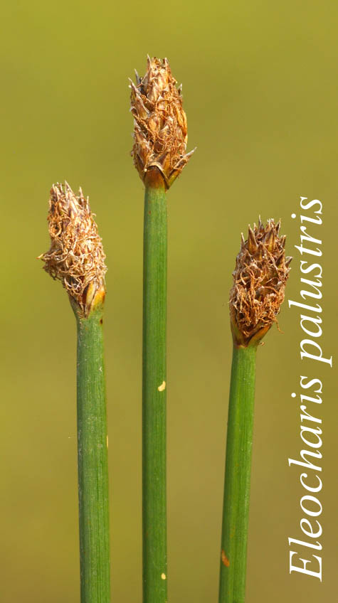 Inflorescences of Eleocharis palustris