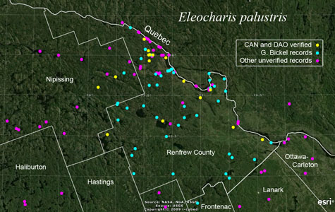 An occurrence map of Eleocharis palustris in Renfrew County