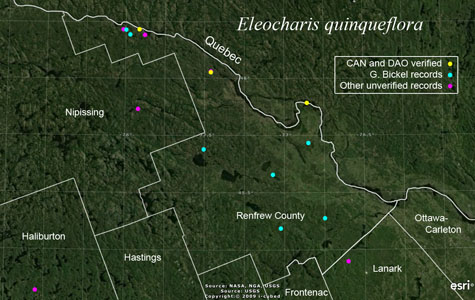 An occurrence map of Eleocharis quinqueflora in Renfrew County