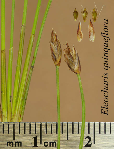 Inflorescence, achenes, scales and basal sheaths of Eleocharis quinqueflora