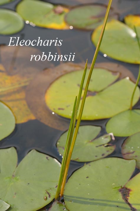 Habit of Eleocharis robbinsii