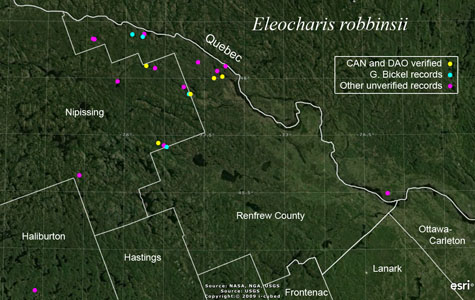 An occurrence map of Eleocharis robbinsii in Renfrew County