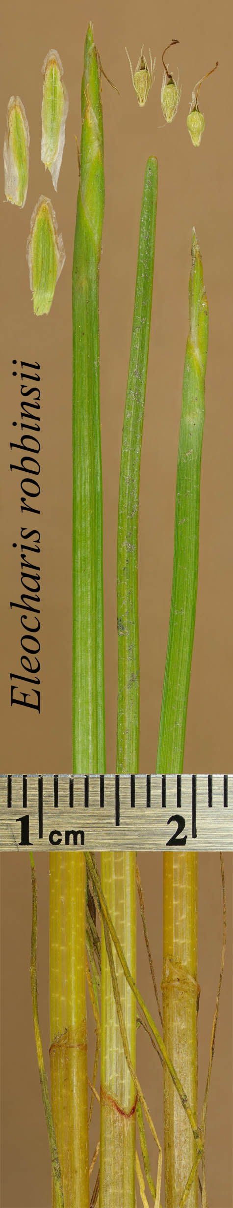 Inflorescence, achenes, scales, basal sheaths and vegetative stems of Eleocharis robbinsii
