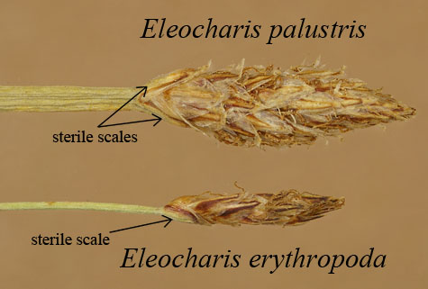 Comparison of inflorescence of E. palustris with E. erythropoda