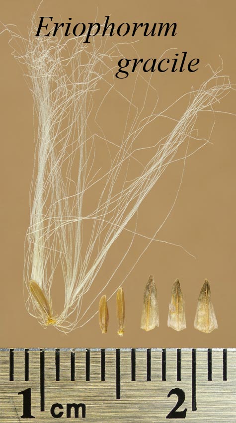 Achenes, perianth bristles and scales of Eriophorum gracile