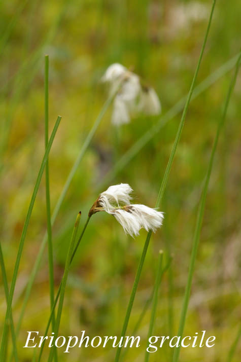Habit of Eriophorum gracile
