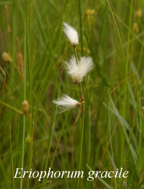Inflorescence of Eriophorum gracile