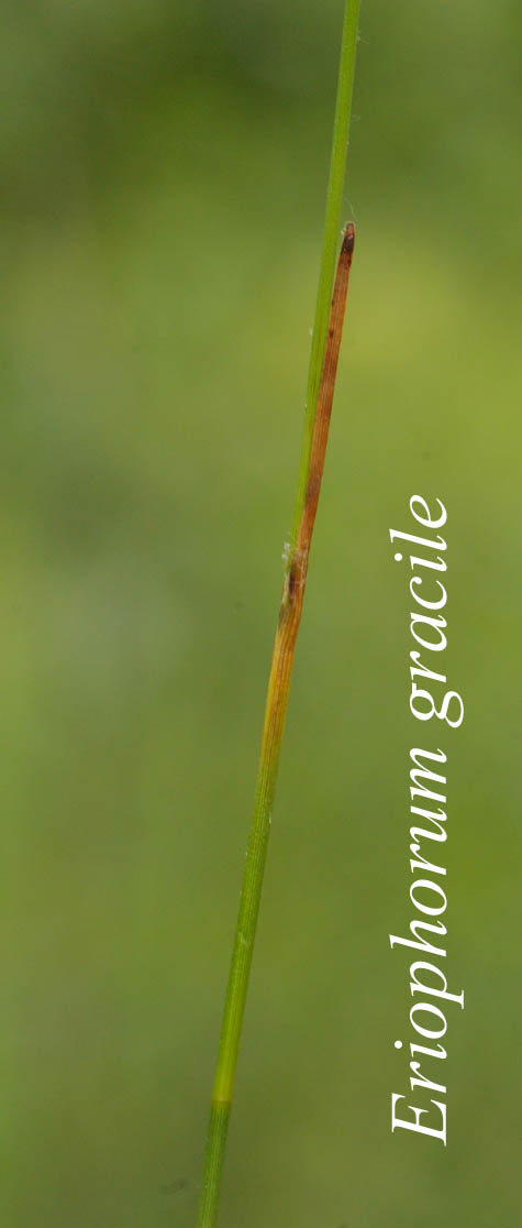 Sheath and leaf of Eriophorum gracile