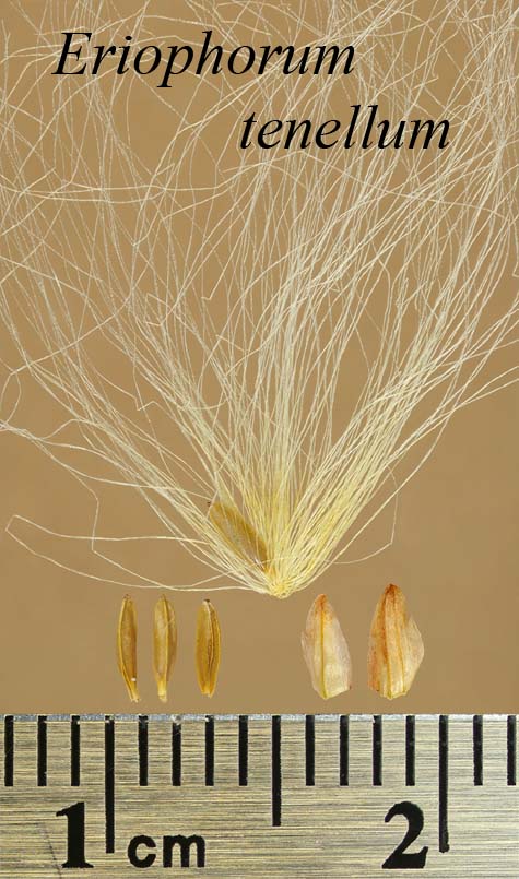 Achenes, perianth bristles and scales of Eriophorum tenellum