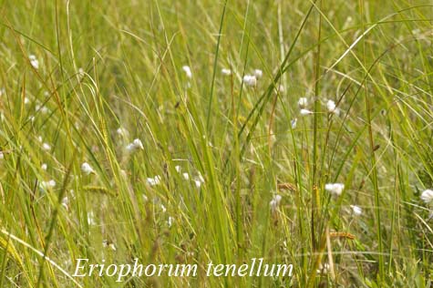 Habit of Eriophorum tenellum
