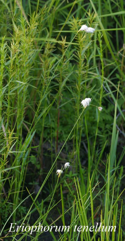 Habit of Eriophorum tenellum