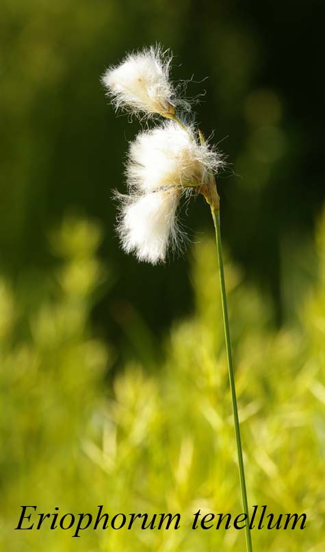 Inflorescence of Eriophorum tenellum